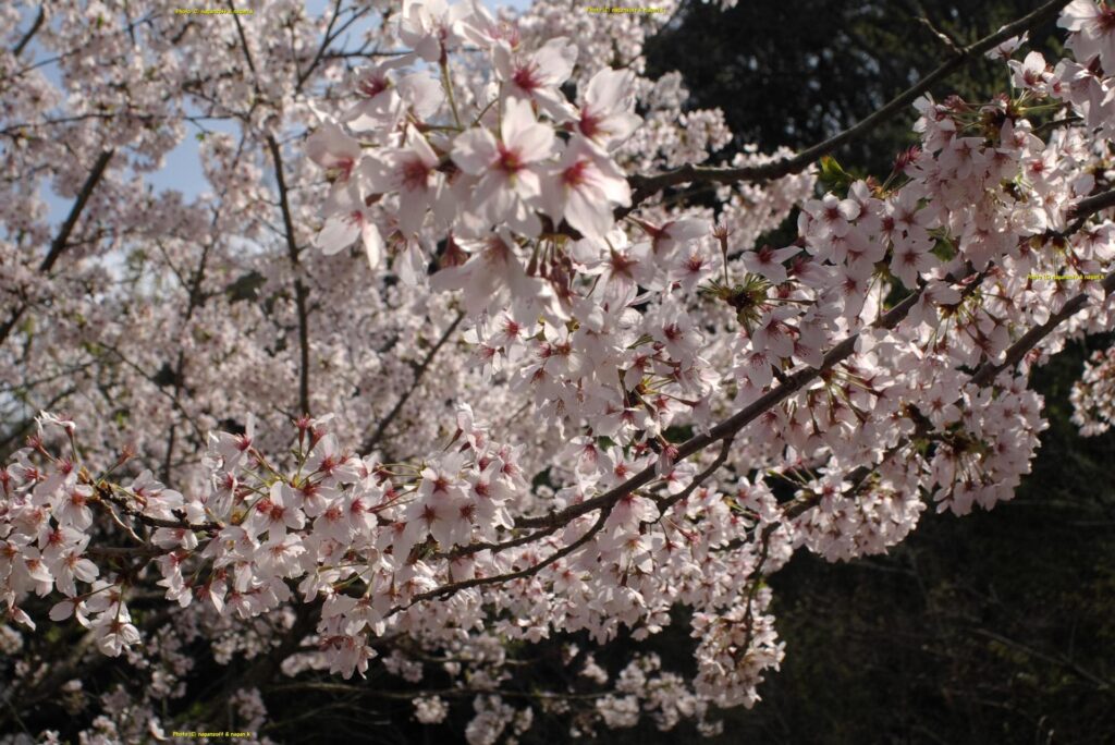 サクラの花が散り始めているので、ボンボリ桜には出会えず。大阪府泉佐野市・新滝の池、2015年04月04日撮影