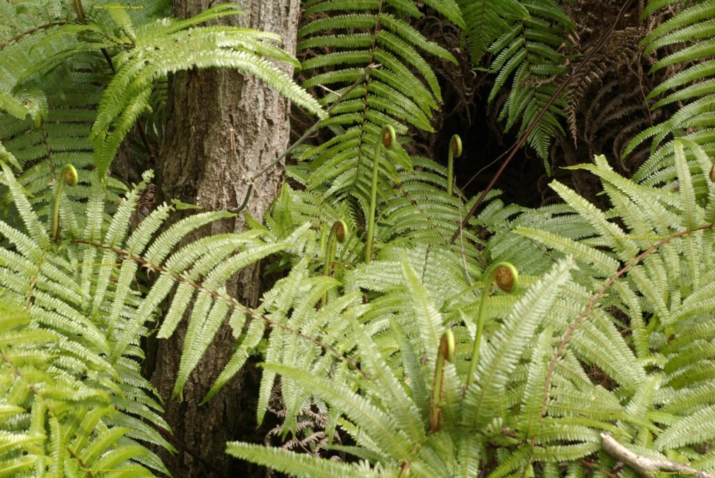 湖の反対側はシダのような植物。大阪府泉佐野市・新滝の池、2015年04月04日撮影