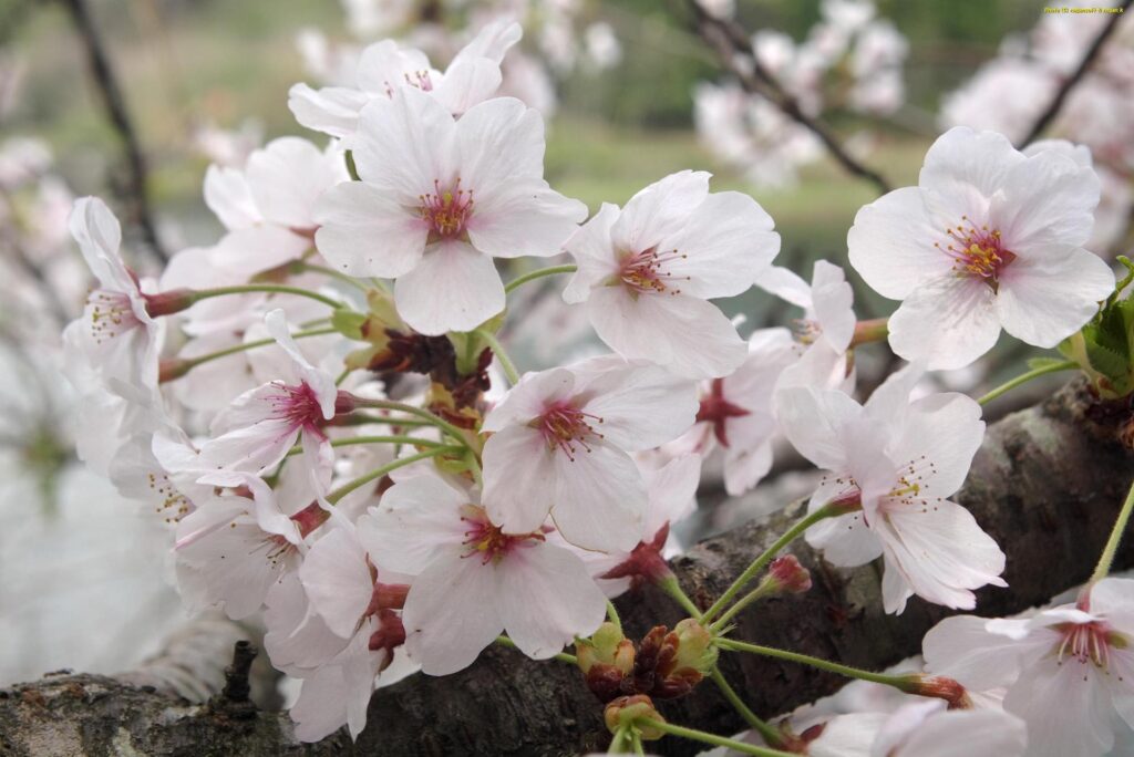周遊路の桜、花アップ。大阪府泉佐野市・新滝の池、2015年04月04日撮影