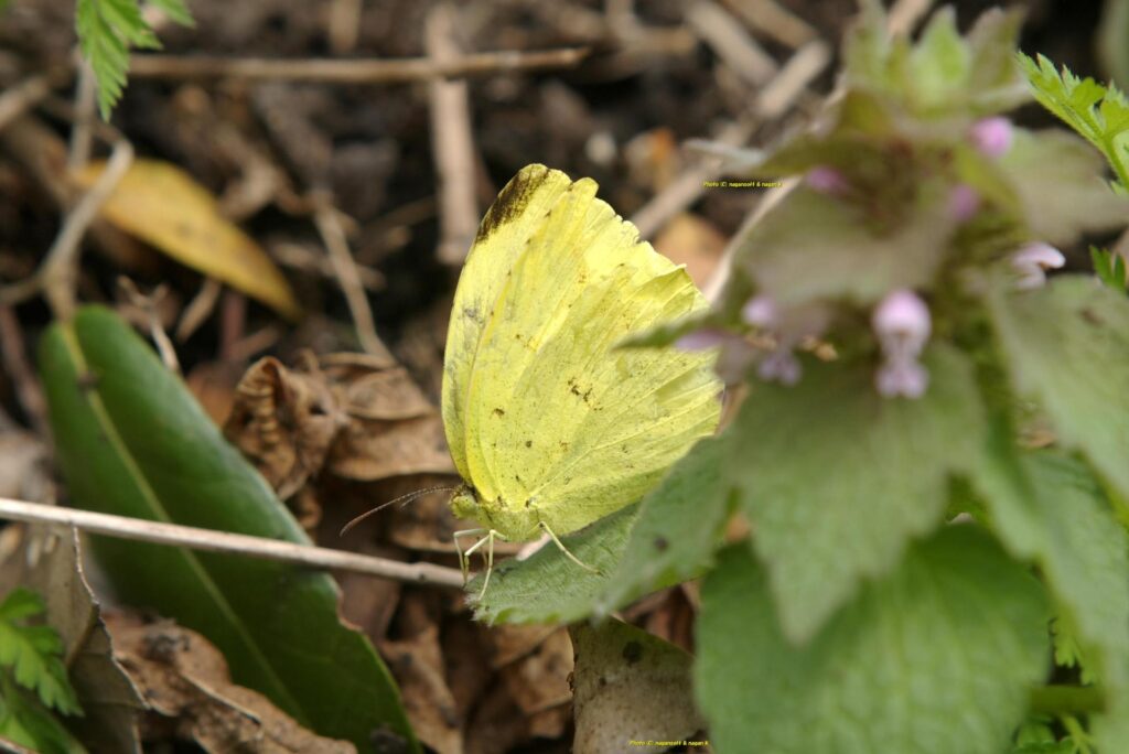 黄蝶。大阪府泉佐野市・新滝の池、2015年04月04日撮影