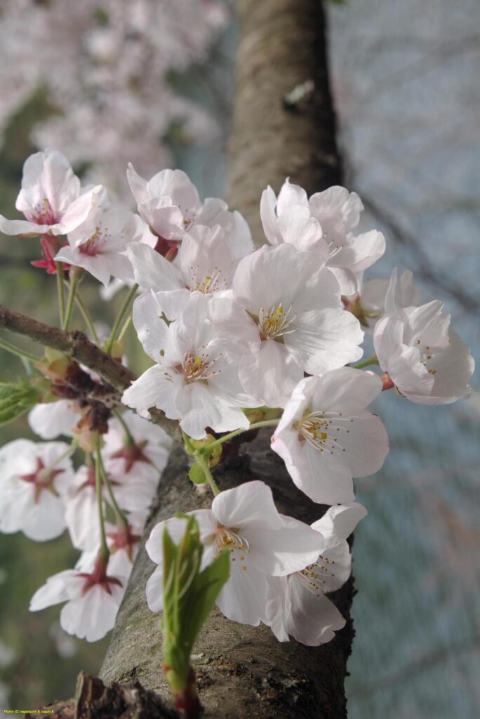 周遊路の桜、枝と花。大阪府泉佐野市・新滝の池、2015年04月04日撮影