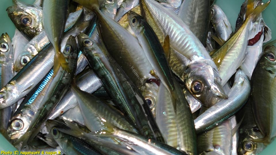 タンパク質確保のために雑魚釣りに行く、2016年09月11日撮影