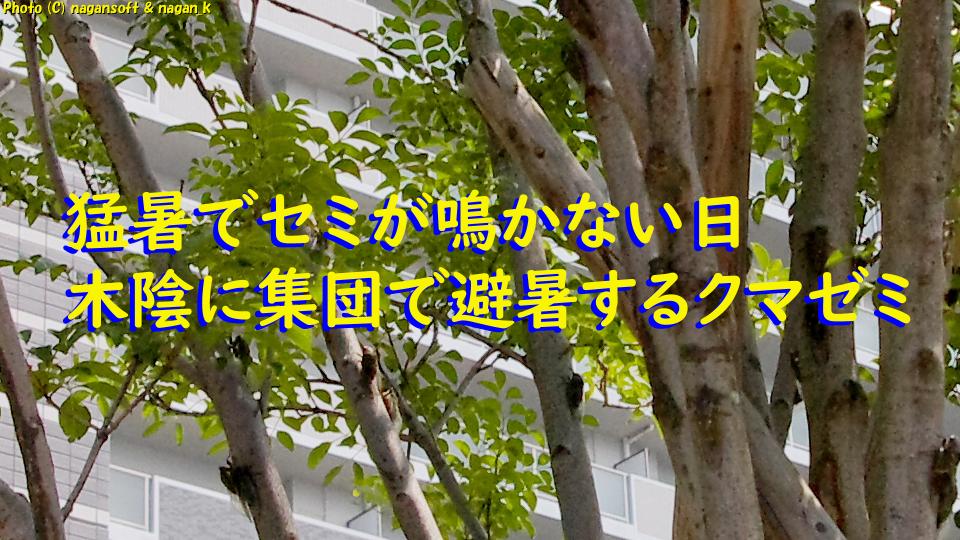 猛暑でセミが鳴かない日｜木陰に集団で避暑するクマゼミ（2018年）｜なが～ンのごちゃごちゃ 出口のないジャンクなパラダイス