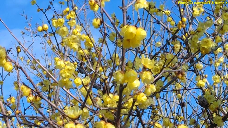 2021年1月31日、大阪府泉佐野市某所、ろうばいの花が咲いている