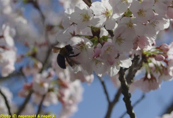 2022年、泉佐野市「新滝の池」「泉佐野丘陸緑地公園」の桜 - なが～ンのごちゃごちゃ、そして長～く続く出口のないジャンクなパラダイス？？