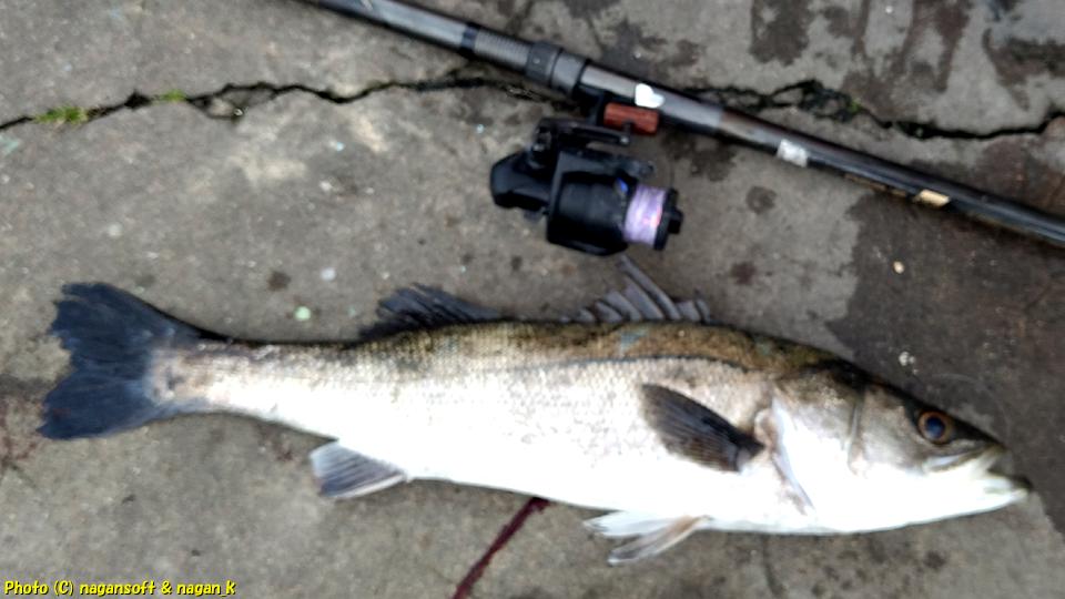 釣り上げたスズキ、ちょっと小さいのよ｜大阪泉州地区の某波止。2024年04月11日撮影