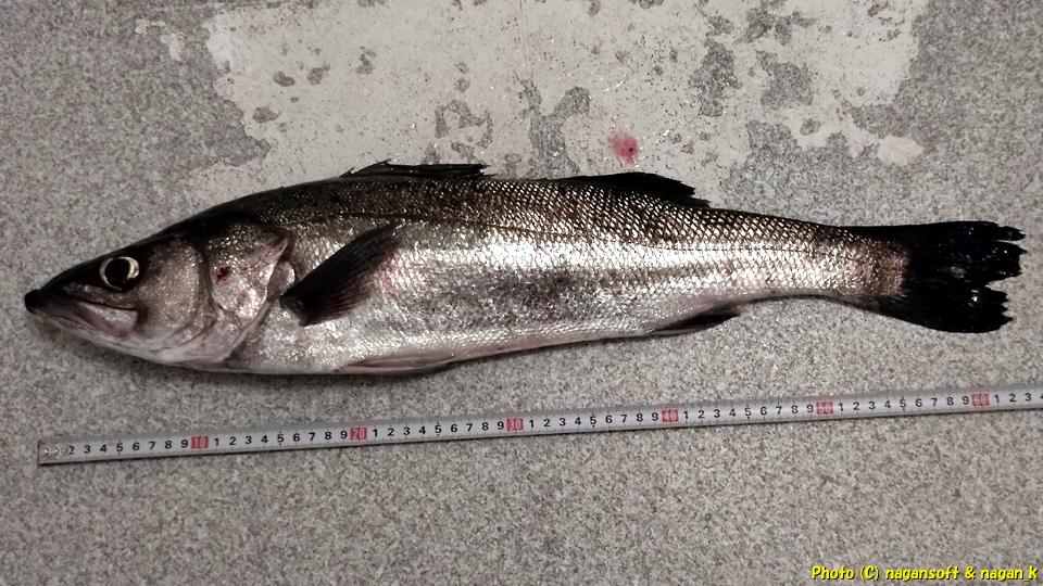 62cm、釣り上げたスズキをメジャー計測|泉佐野市「なが~ン」氏自宅の風呂場。2024年04月11日撮影