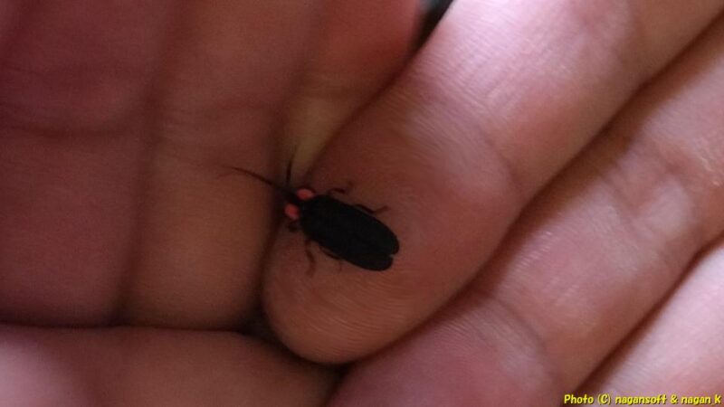 我が家へ飛んできたホタル。手のひらを広げると指先にとまっている|大阪府泉佐野市|2024年06月26日撮影