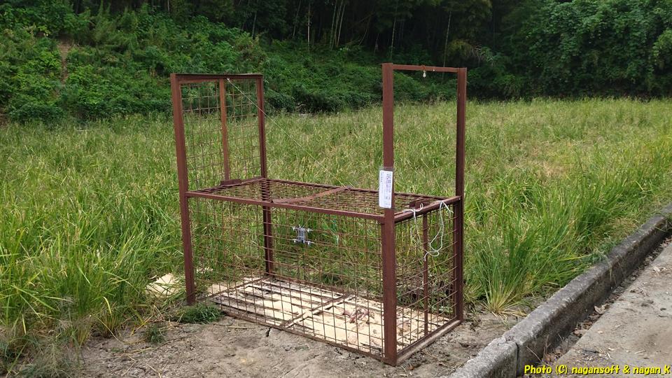 田んぼに設置されているイノシシの罠、大阪府泉佐野市某所、2025年10月03日撮影