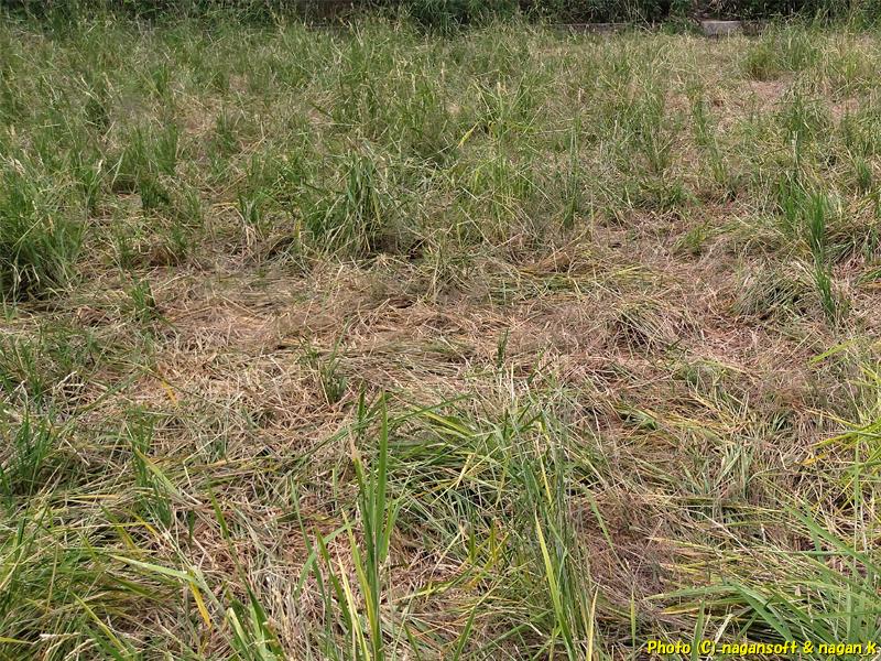 獣に荒らされたと思われる田んぼ 稲が倒れている、大阪府泉佐野市某所、2025年10月03日撮影