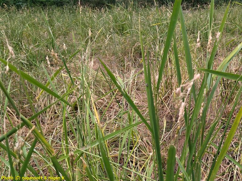 獣に荒らされたと思われる田んぼ、大阪府泉佐野市某所、2025年10月03日撮影