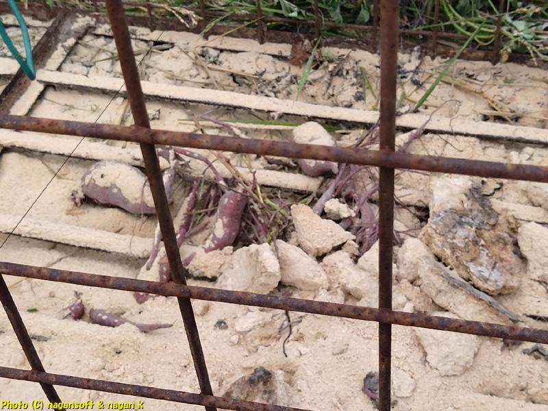 イノシシ箱罠のエサはさつま芋、大阪府泉佐野市某所、2025年10月03日撮影