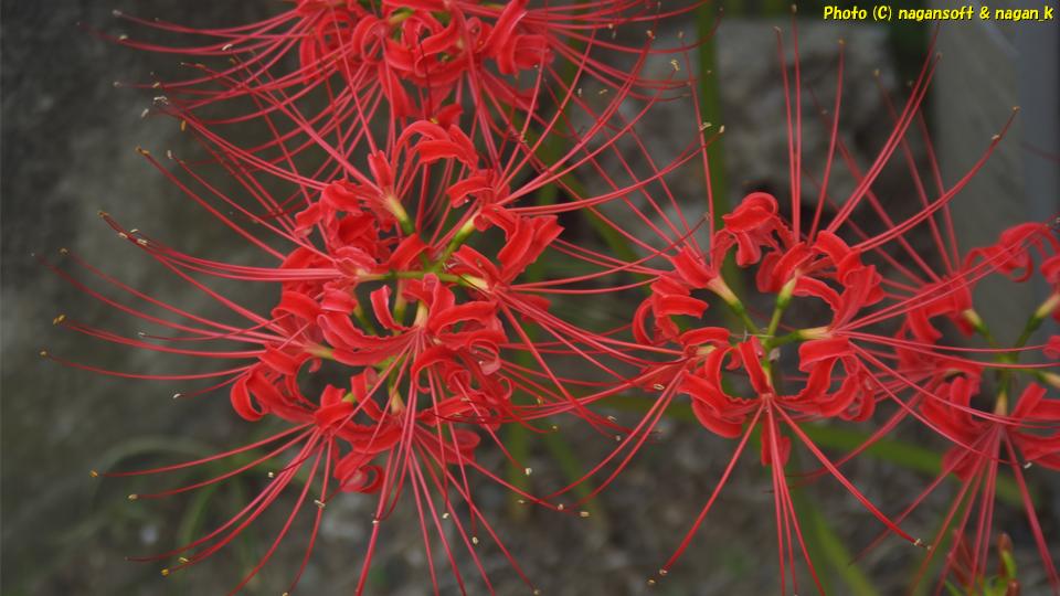 2025年10月02日、大阪府泉佐野市「なが～ン」自宅横で咲いていた彼岸花を上から撮影