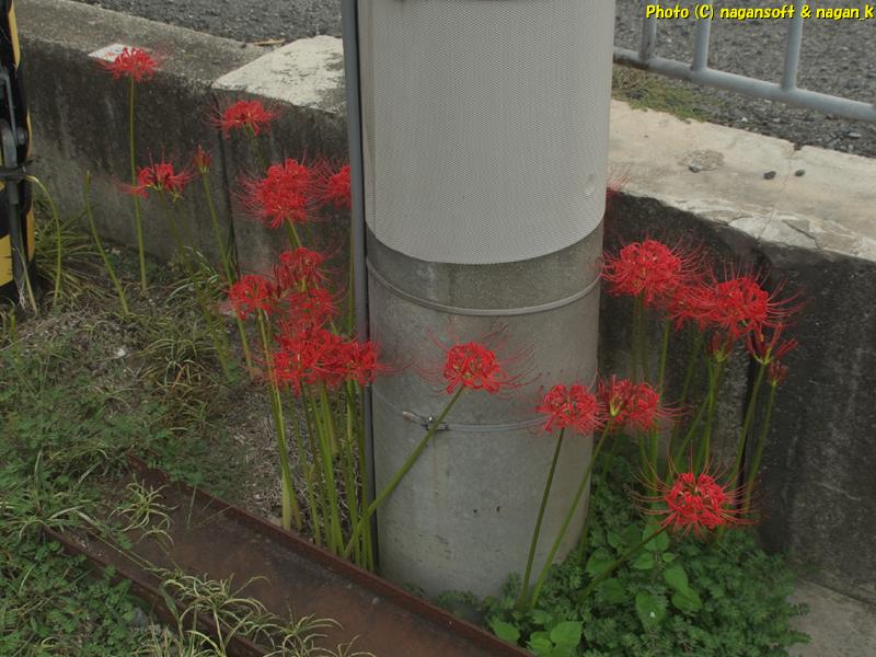 2025年10月02日、大阪府泉佐野市「なが～ン」自宅横で咲いていた彼岸花撮影