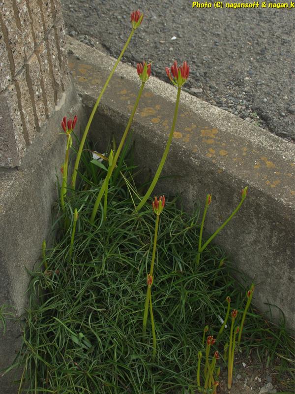 2025年10月02日、大阪府泉佐野市「なが～ン」自宅横でつぼみの彼岸花撮影