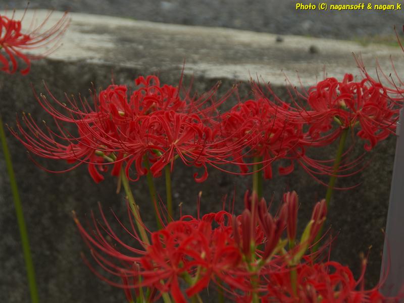 2025年10月02日、大阪府泉佐野市「なが～ン」自宅横で咲いていた彼岸花撮影