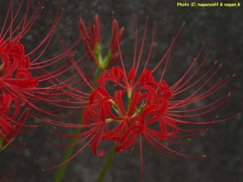 2025年10月02日、大阪府泉佐野市「なが～ン」自宅横で咲いていた彼岸花撮影