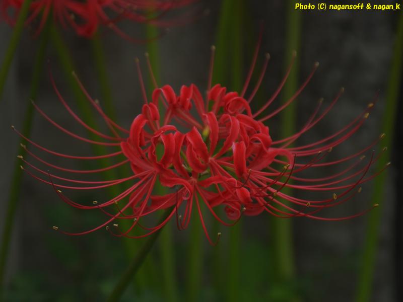 2025年10月02日、大阪府泉佐野市「なが～ン」自宅横で咲いていた彼岸花撮影