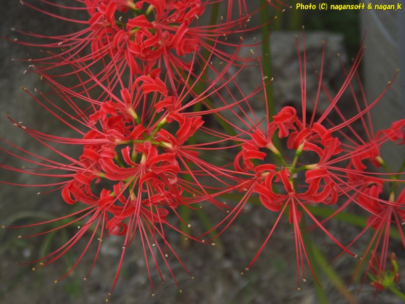 2025年10月02日、大阪府泉佐野市「なが～ン」自宅横で咲いていた彼岸花撮影