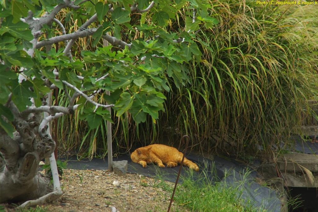 2025年10月02日、大阪府泉佐野市「なが～ン」自宅横で寝ているドラ猫