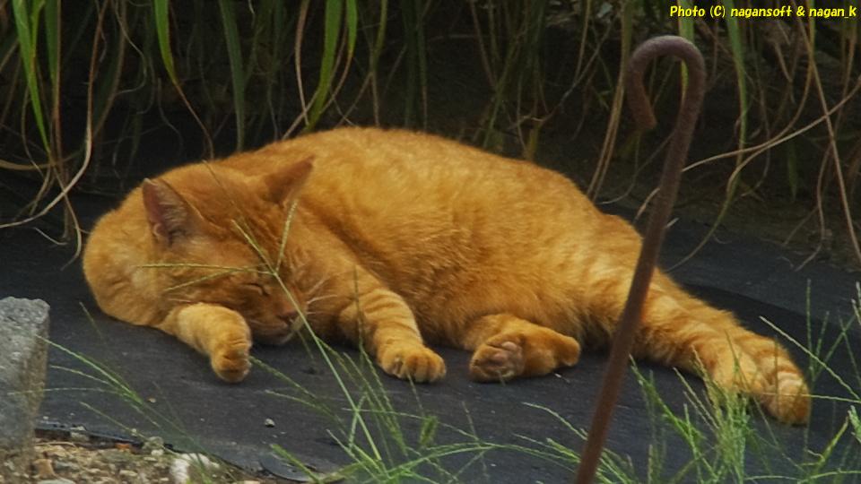 2025年10月02日、大阪府泉佐野市「なが～ン」自宅横で寝ているドラ猫