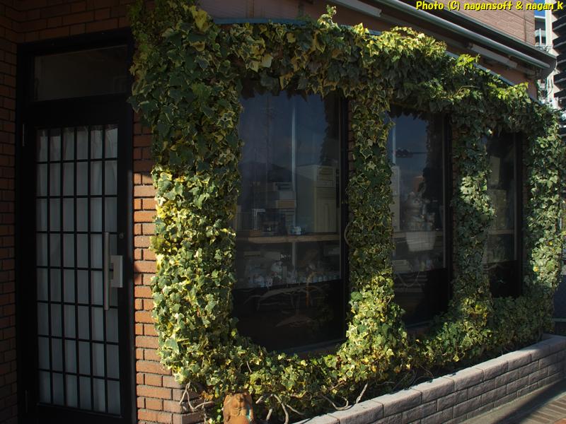 ガラス回り全体を覆うヘデラ剪定前 、2025年12月18日撮影、「なが~ン」自宅正面の植木