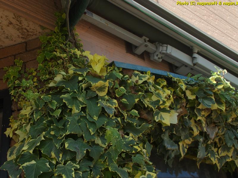 ガラス回り全体を覆うヘデラ剪定前 、2025年12月18日撮影、「なが~ン」自宅正面の植木