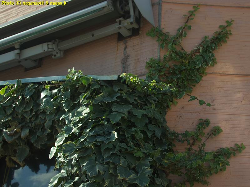 ひさしを超えて上へ伸びて外壁に貼りついているヘデラ剪定前 、2025年12月18日撮影、「なが~ン」自宅正面の植木