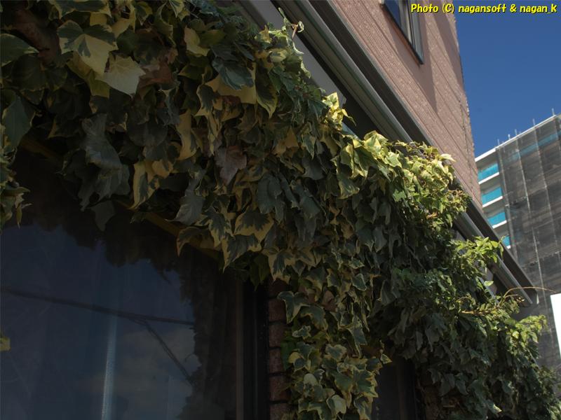 もっさりと葉が茂るヘデラ剪定前 、2025年12月18日撮影、「なが~ン」自宅正面の植木