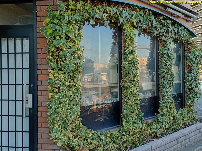 ガラス回り全体を覆うヘデラ剪定後 、2025年12月18日撮影、「なが~ン」自宅正面の植木