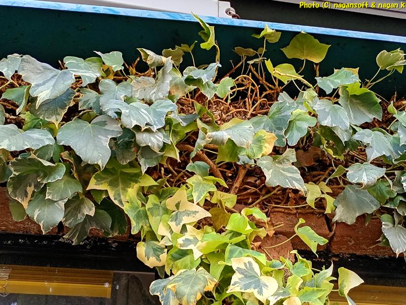 だいぶ葉っぱを落とした ヘデラ剪定後 、2025年12月18日撮影、「なが~ン」自宅正面の植木