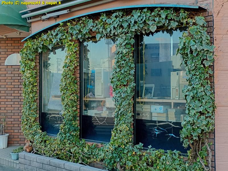 ガラス回り全体を覆うヘデラ剪定後 別角度から撮影 、2025年12月18日撮影、「なが~ン」自宅正面の植木