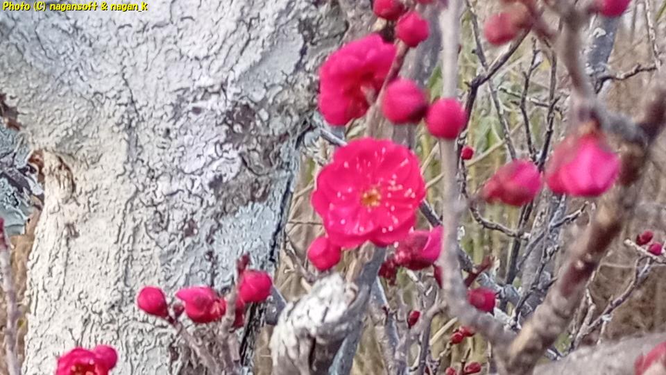 2026年、梅の花が咲きはじめた、大阪府泉佐野市某所、2026年01月17日