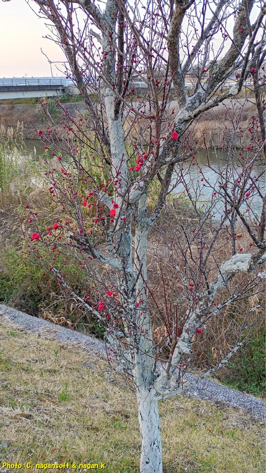 2026年、梅の花が咲いている木、大阪府泉佐野市某所、2026年01月17日