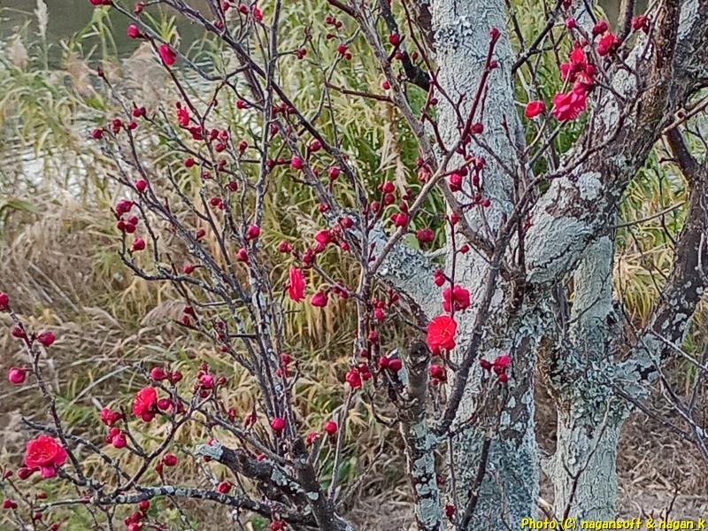 2026年、紅梅がポツポツ咲き始めている、大阪府泉佐野市某所、2026年01月17日