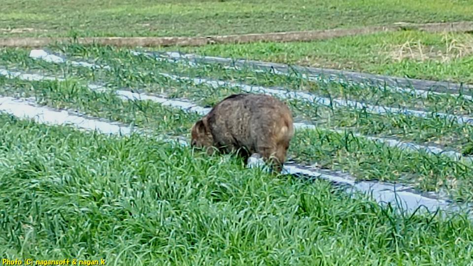 イノシシとの遭遇-やっと動画撮ったよ、大阪府泉佐野市某所、2026年01月18日撮影