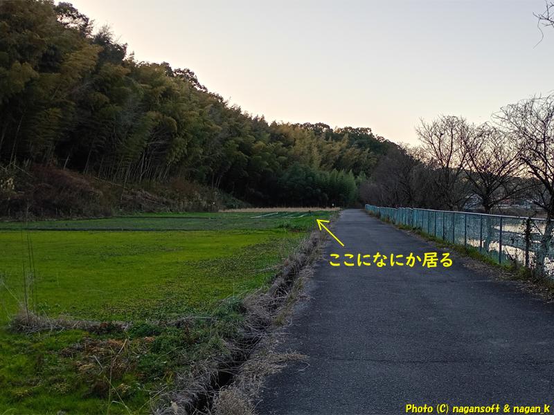 遠くにイノシシが居るのに気づいた、大阪府泉佐野市某所、2026年01月18日撮影