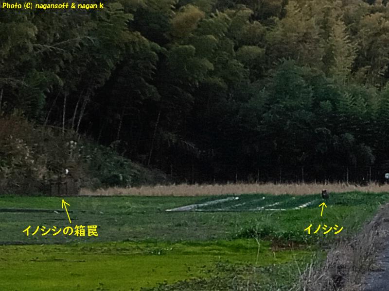 イノシシ箱罠の近くからこちらを見ているイノシシ、大阪府泉佐野市某所、2026年01月18日撮影