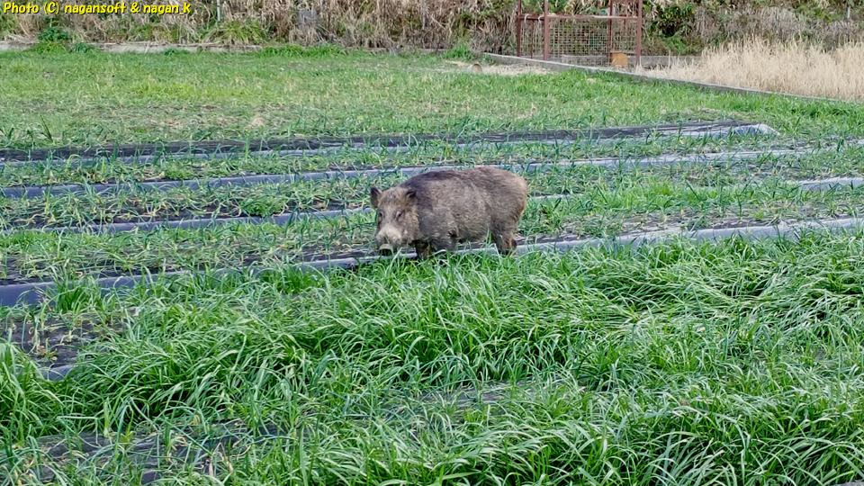 カメラ目線をくれるイノシシ、大阪府泉佐野市某所、2026年01月18日撮影