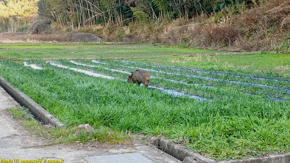尻尾をフリフリむさぼり食っているイノシシ、大阪府泉佐野市某所、2026年01月18日撮影
