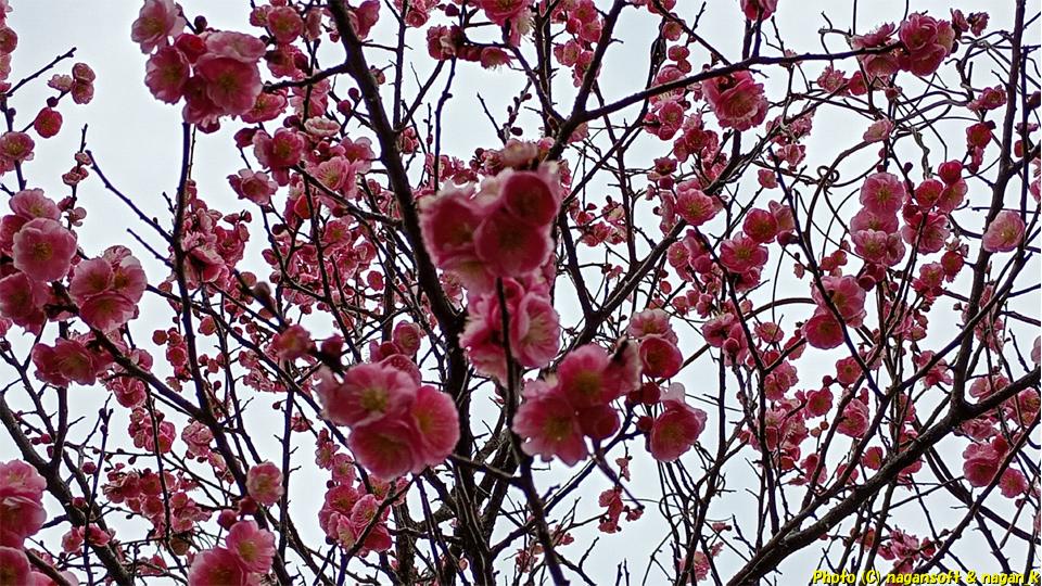 春の気配、梅が咲いている、大阪府泉佐野市 川の畔にある梅並木、2026年02月27日撮影