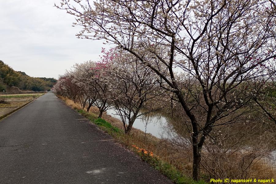 大阪府泉佐野市 川の畔にある梅並木、2026年02月27日撮影