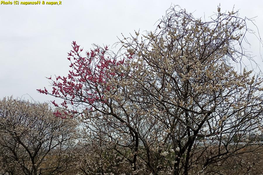 梅の枝、大阪府泉佐野市 川の畔にある梅並木、2026年02月27日撮影