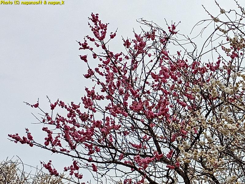 赤色の花が付いている枝、大阪府泉佐野市 川の畔にある梅並木、2026年02月27日撮影