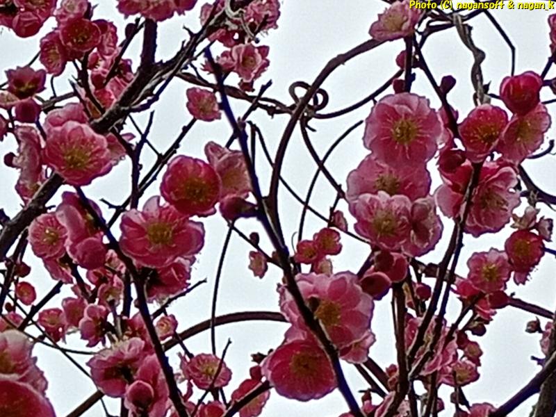 梅の花、葛のつるが巻き付いている、大阪府泉佐野市 川の畔にある梅並木、2026年02月27日撮影