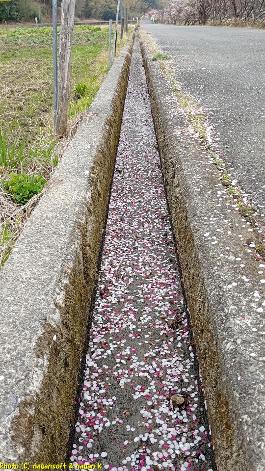 花弁が側溝に溜まった花びらが美しい、大阪府泉佐野市 川の畔にある梅並木、2026年02月27日撮影