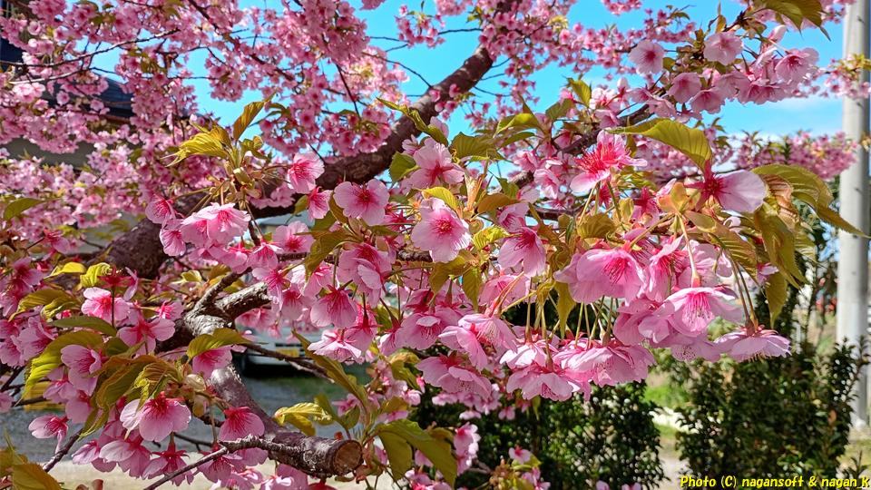 春の気配、何の花？綺麗に咲きだしたよ。大阪府泉佐野市某所、2026年03月08日撮影