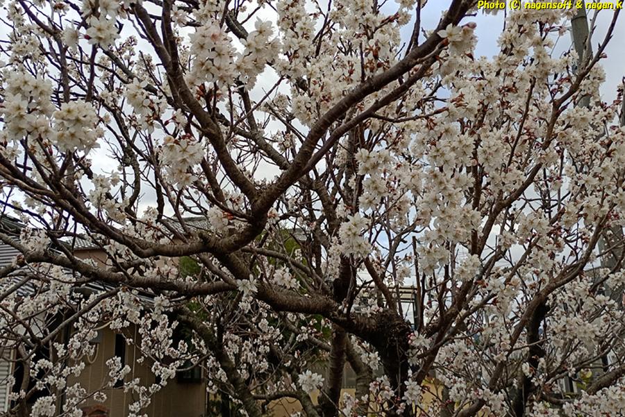 白い花は多分桜の系列かな?、大阪府泉佐野市某所、2026年03月04日撮影
