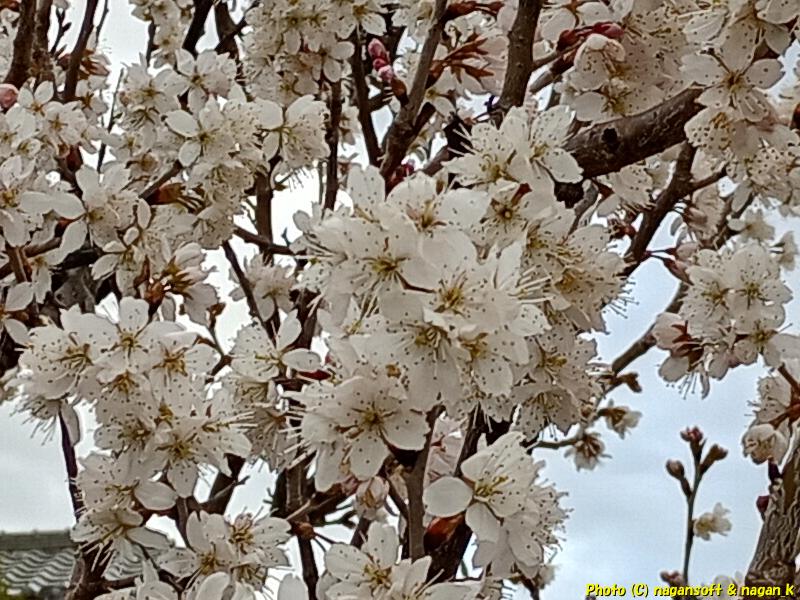 この白い花はサクランボなのか?、大阪府泉佐野市某所、2026年03月04日撮影