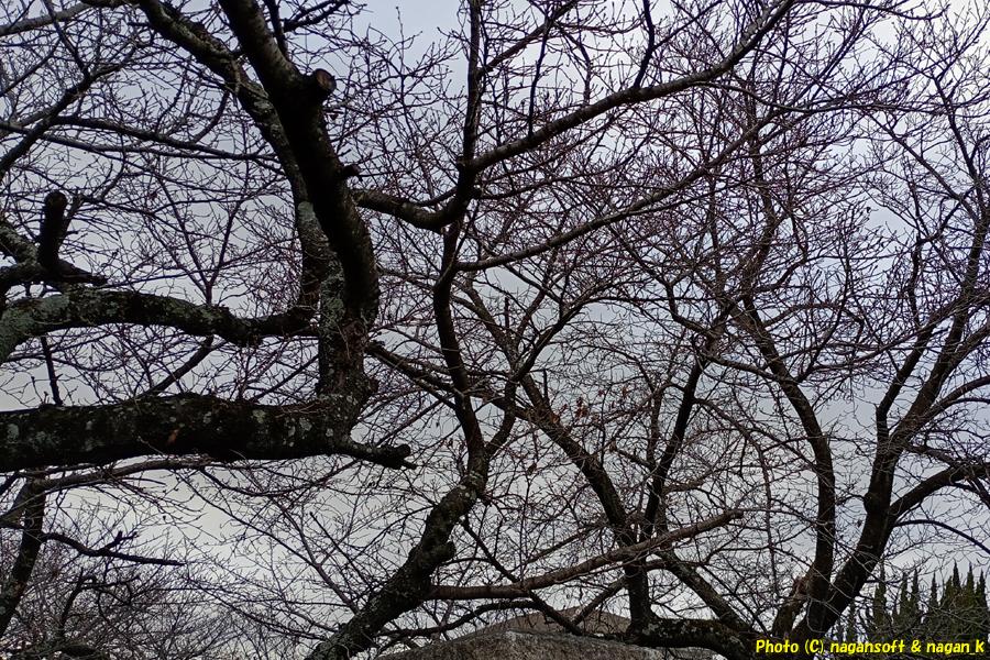 桜の木はまだまだ開花の気配無し、大阪府泉佐野市某所、2026年03月04日撮影